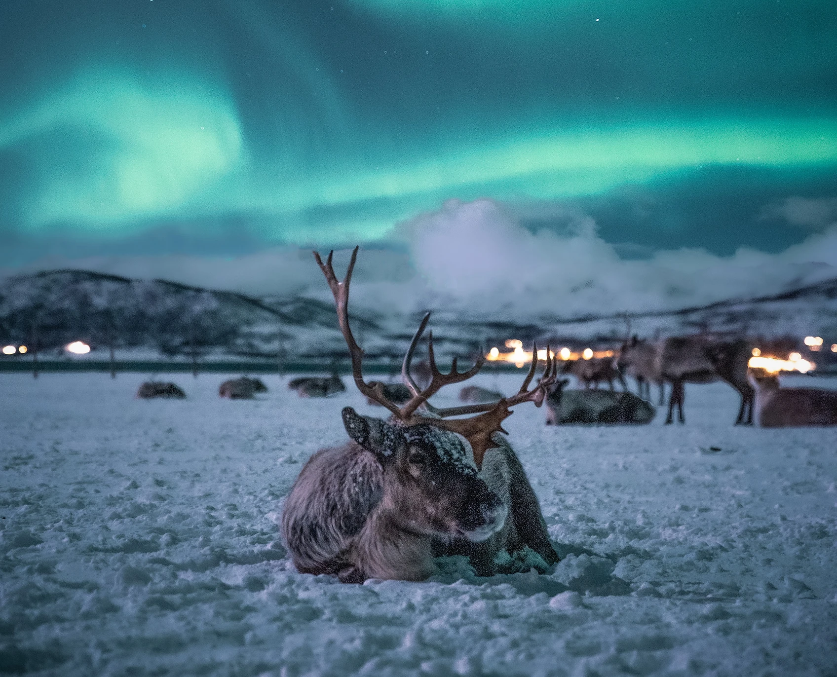 Tromsø Arctic Reindeer Northern Lights Tour