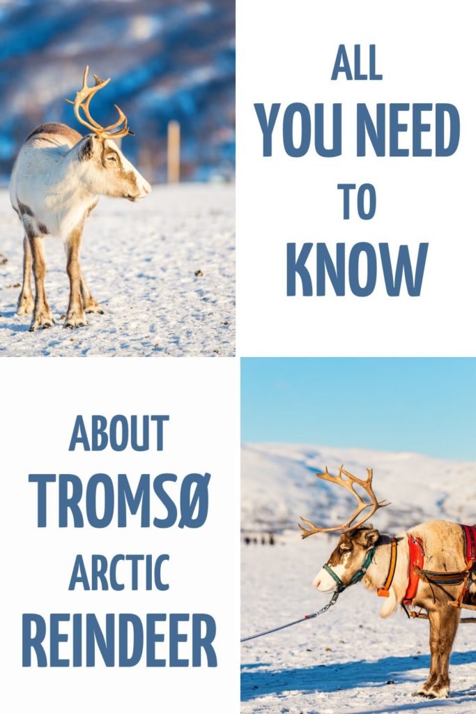 Reindeer Sledding and Feeding tour in Tromso PINTEREST