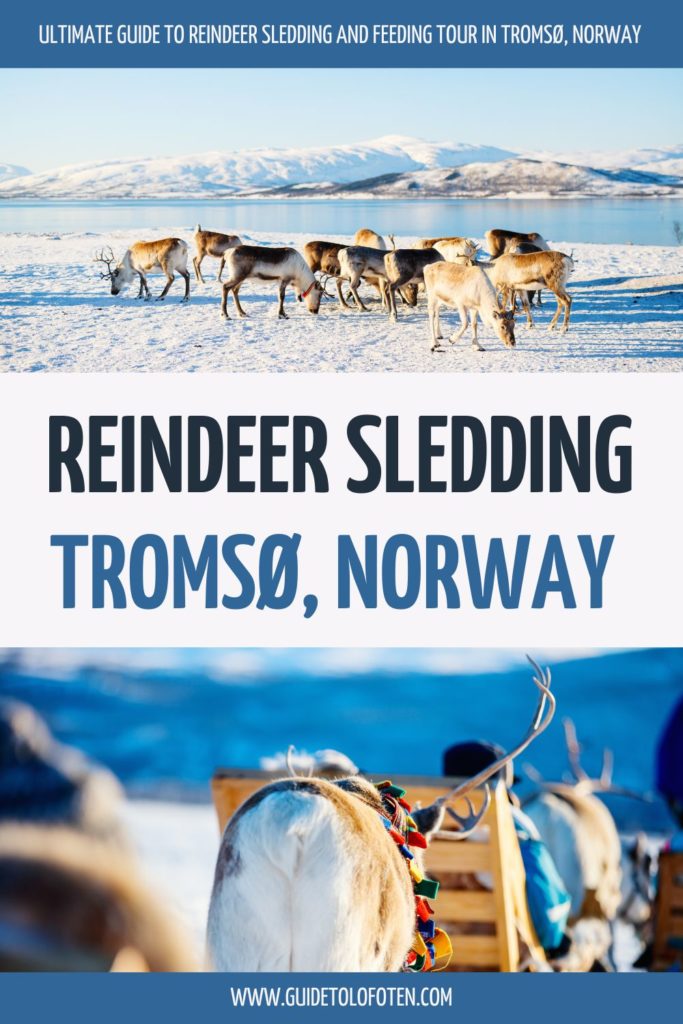 Reindeer Sledding and Feeding tour in Tromso PINTEREST