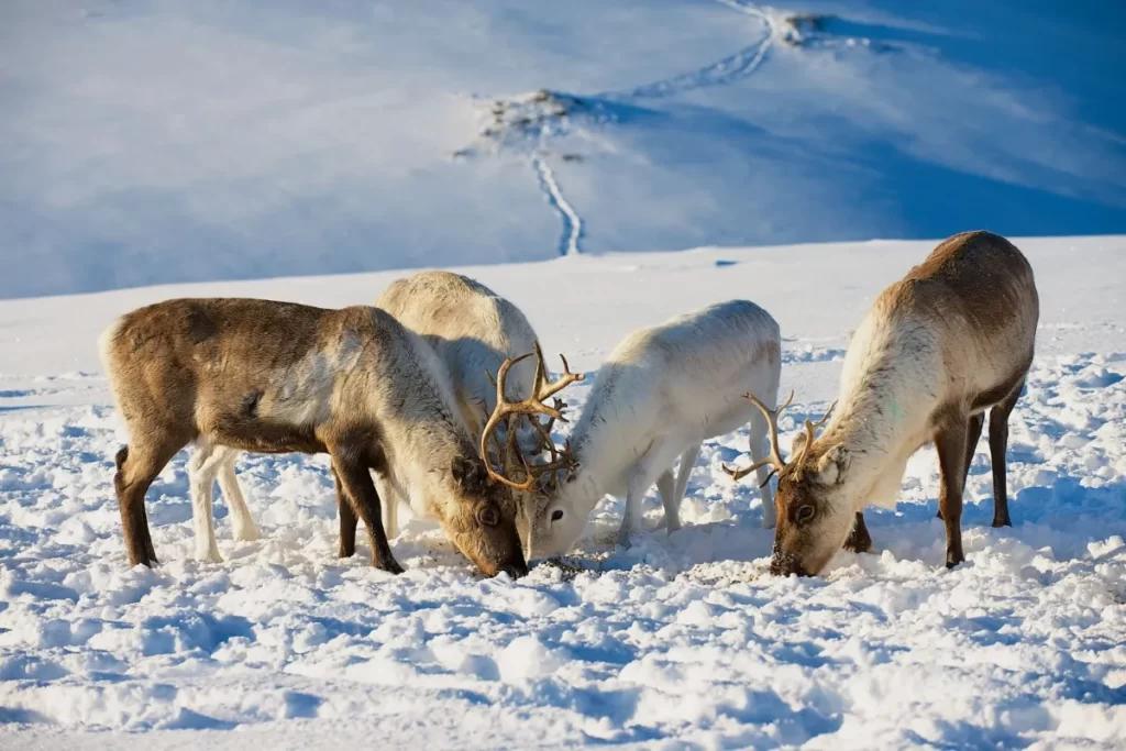 where can you see reindeer in Tromsø?