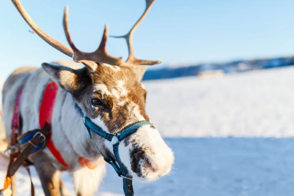 Reindeer sleeding and sleigh rides at Tromsø arctic reindeer farm