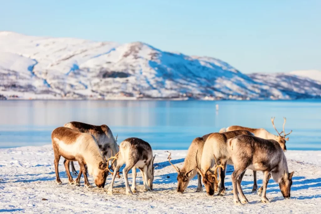 where can you see reindeer in Tromsø?