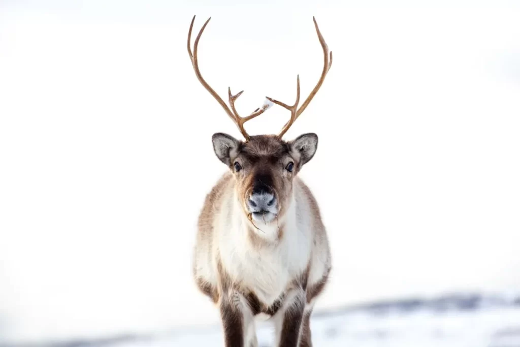 Reindeer are the only deer species in which both males and females can grow antlers.