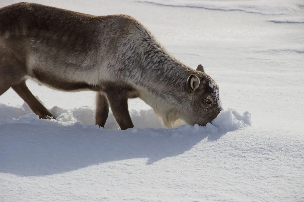 Reindeer eat mosses, herbs, ferns, grasses, and the shoots and leaves of shrubs and trees, especially willow and birch. In winter, they make do with lichen (also called reindeer moss) and fungi, scraping the snow away with their hooves to get it.