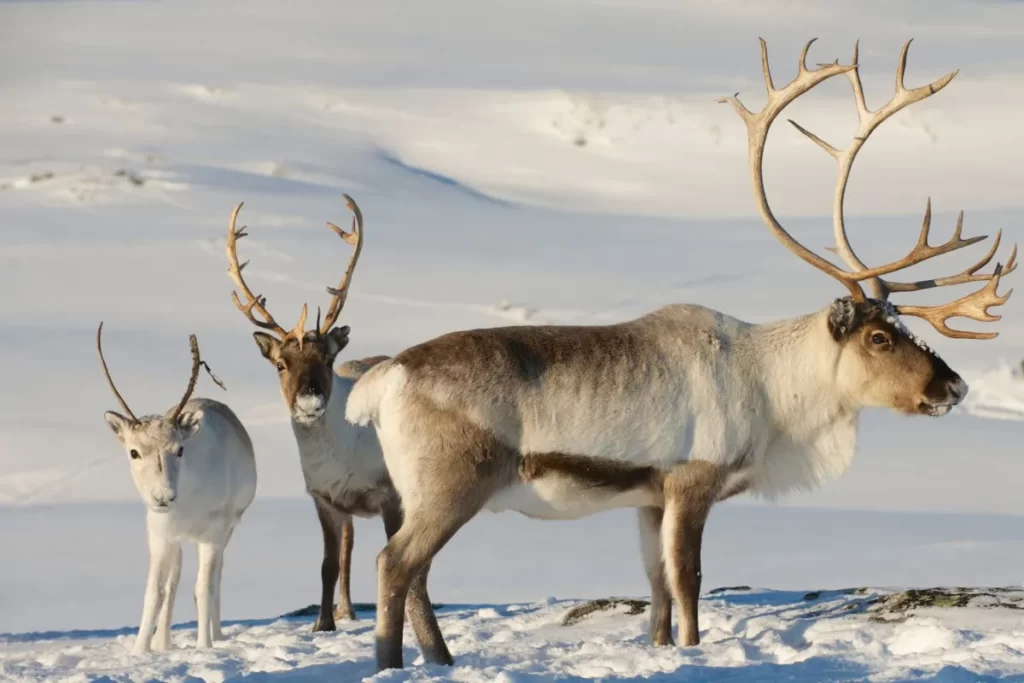 Where can you see reindeer in Tromsø? Visit Tromsø Arctic Reindeer farm where you can feed them, pet them and try reindeer sledding.