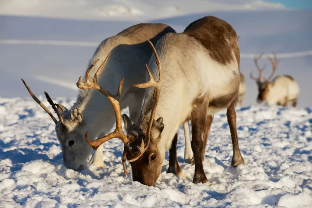 Where can you see reindeer in Tromsø? Visit Tromsø Arctic Reindeer farm where you can feed them, pet them and try reindeer sledding.