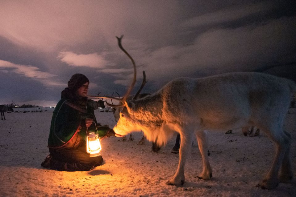 tromsø arctic reindeer evening tour