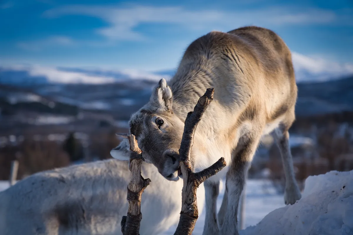 Reindeer at Tromsø Arctic Reindeer Farm in Tromsø, Norway