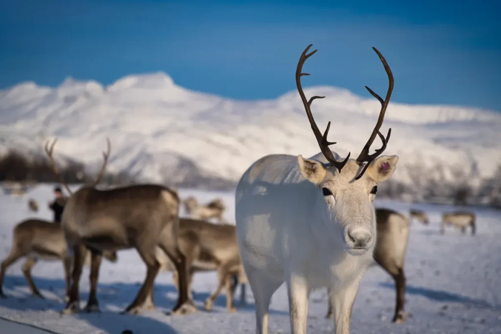Tromsø Arctic Reindeer Farm, Reindeer sledding & Feeding, Sami Culture Experience
