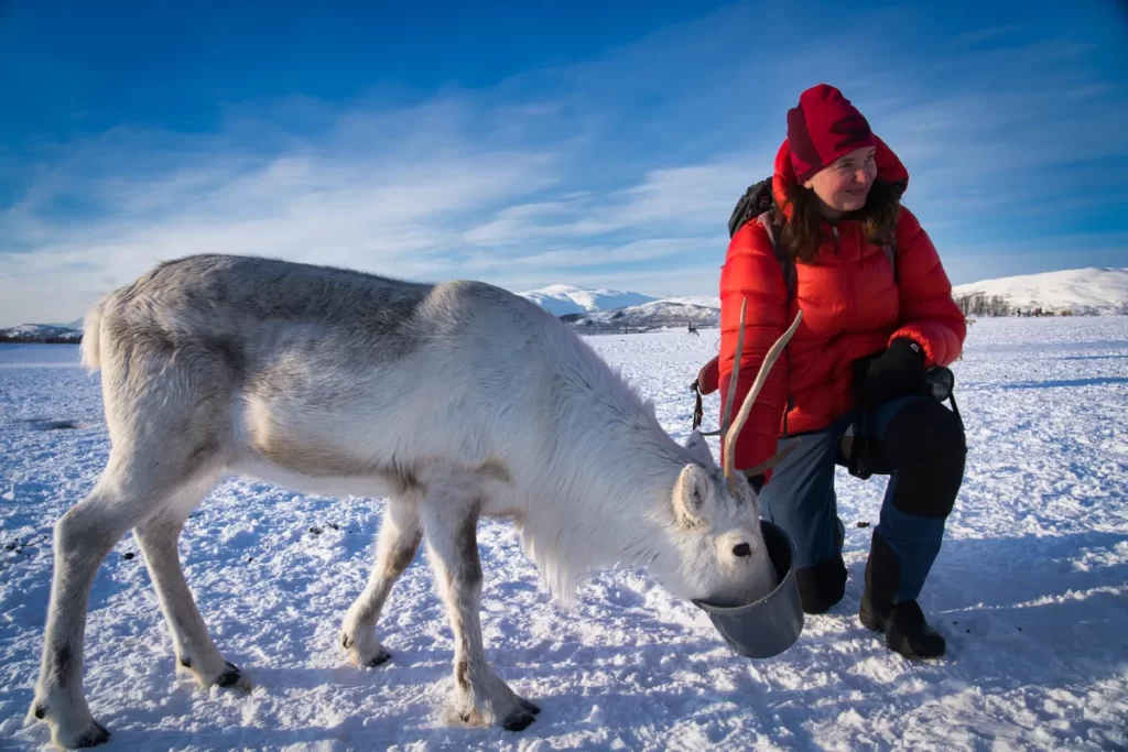 Reindeer feeding at Tromsø Arctic Reindeer farm in Norway