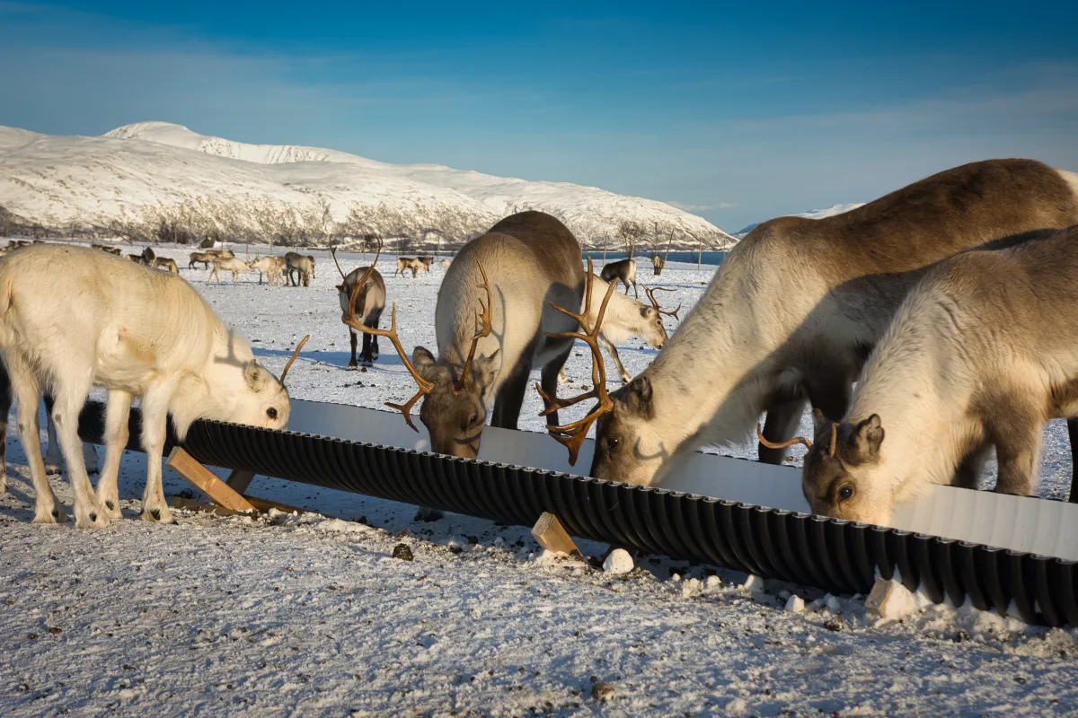 Reindeer feeding at Tromsø Arctic Reindeer farm in Norway