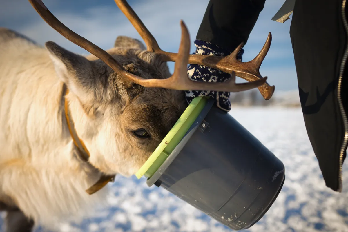 Reindeer feeding at Tromsø Arctic Reindeer farm in Norway