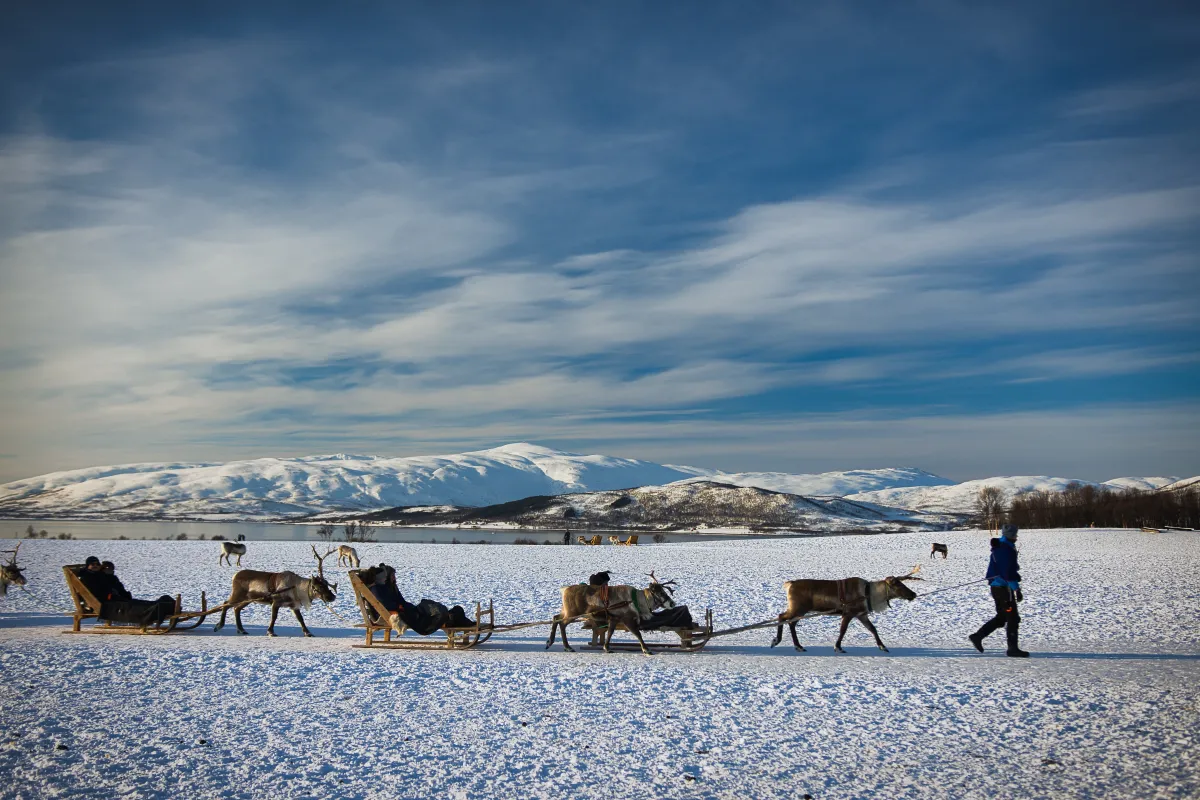 Reindeer Sledding at Tromsø Arctic Reindeer Farm in Norway