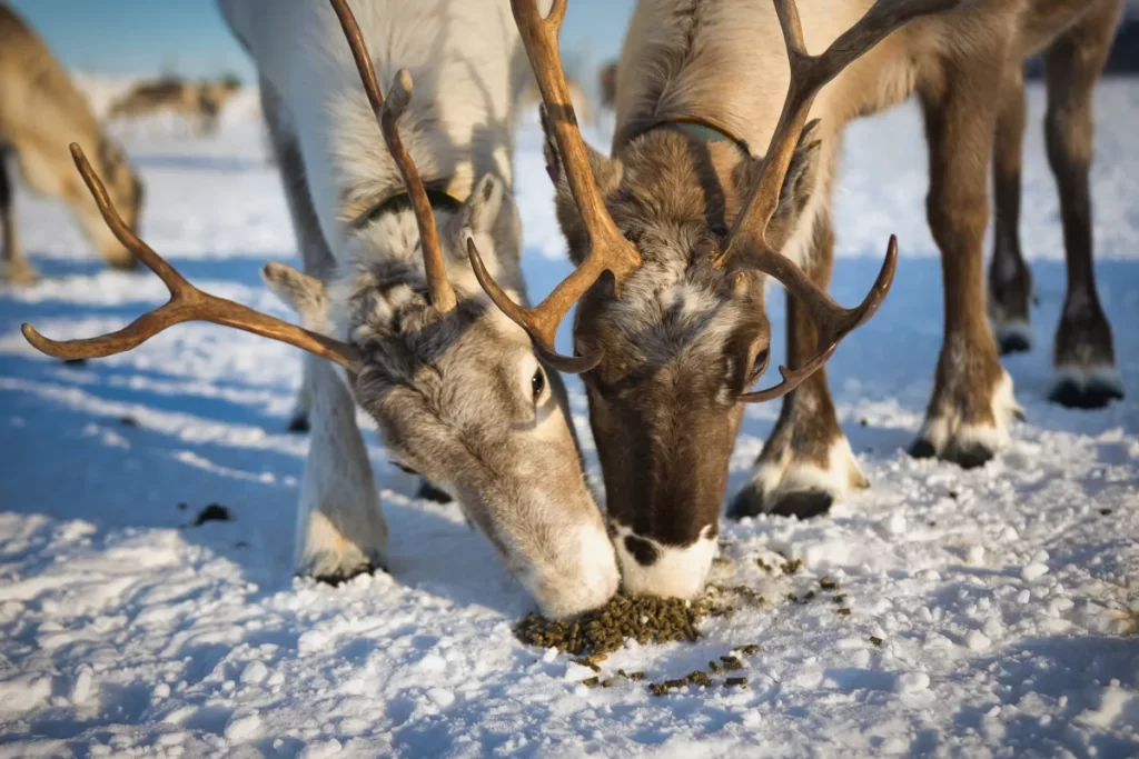 Tromso Arctic Reindeer is open from November to April