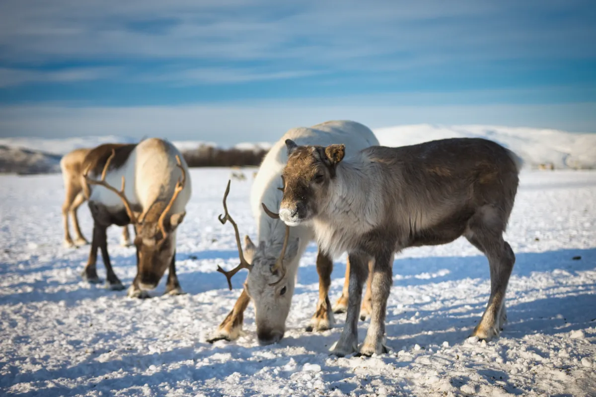 Reindeer at Tromsø Arctic Reindeer Farm in Tromsø, Norway