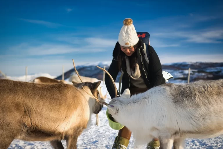 Reindeer feeding at Tromsø Arctic Reindeer farm in Norway