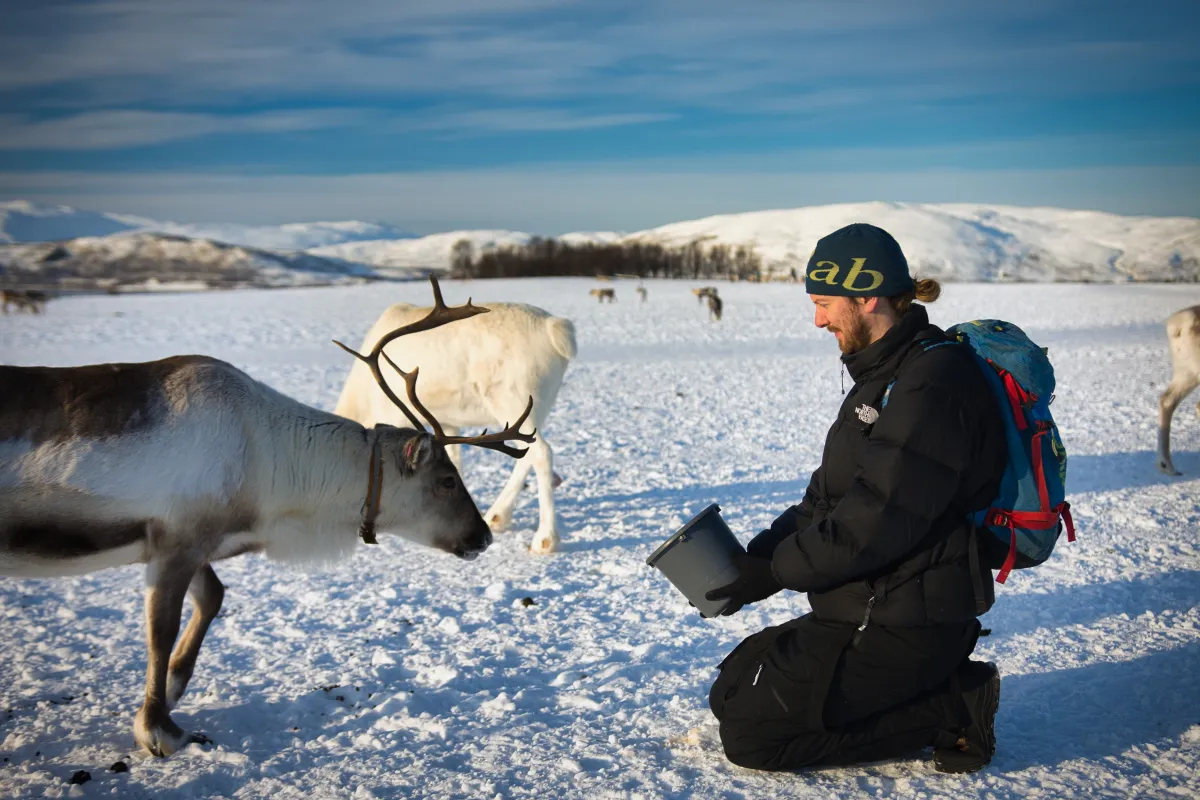 Reindeer feeding at Tromsø Arctic Reindeer farm in Norway