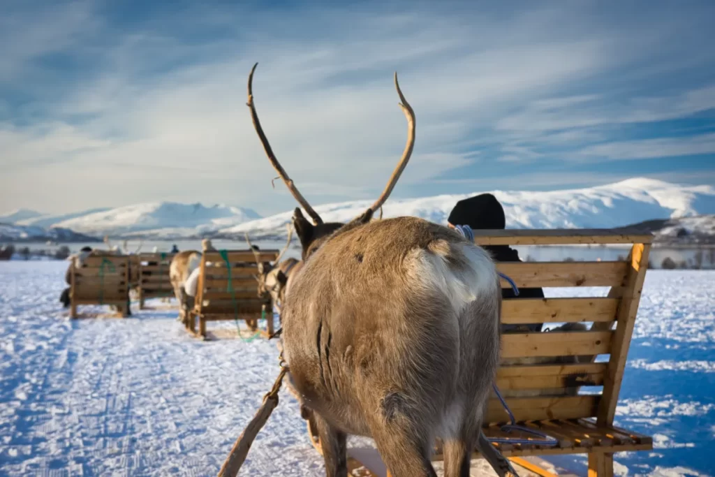 Reindeer Sledding at Tromsø Arctic Reindeer Farm in Norway