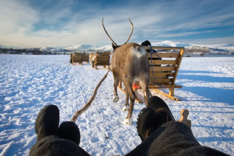 Reindeer Sledding at Tromsø Arctic Reindeer Farm in Norway