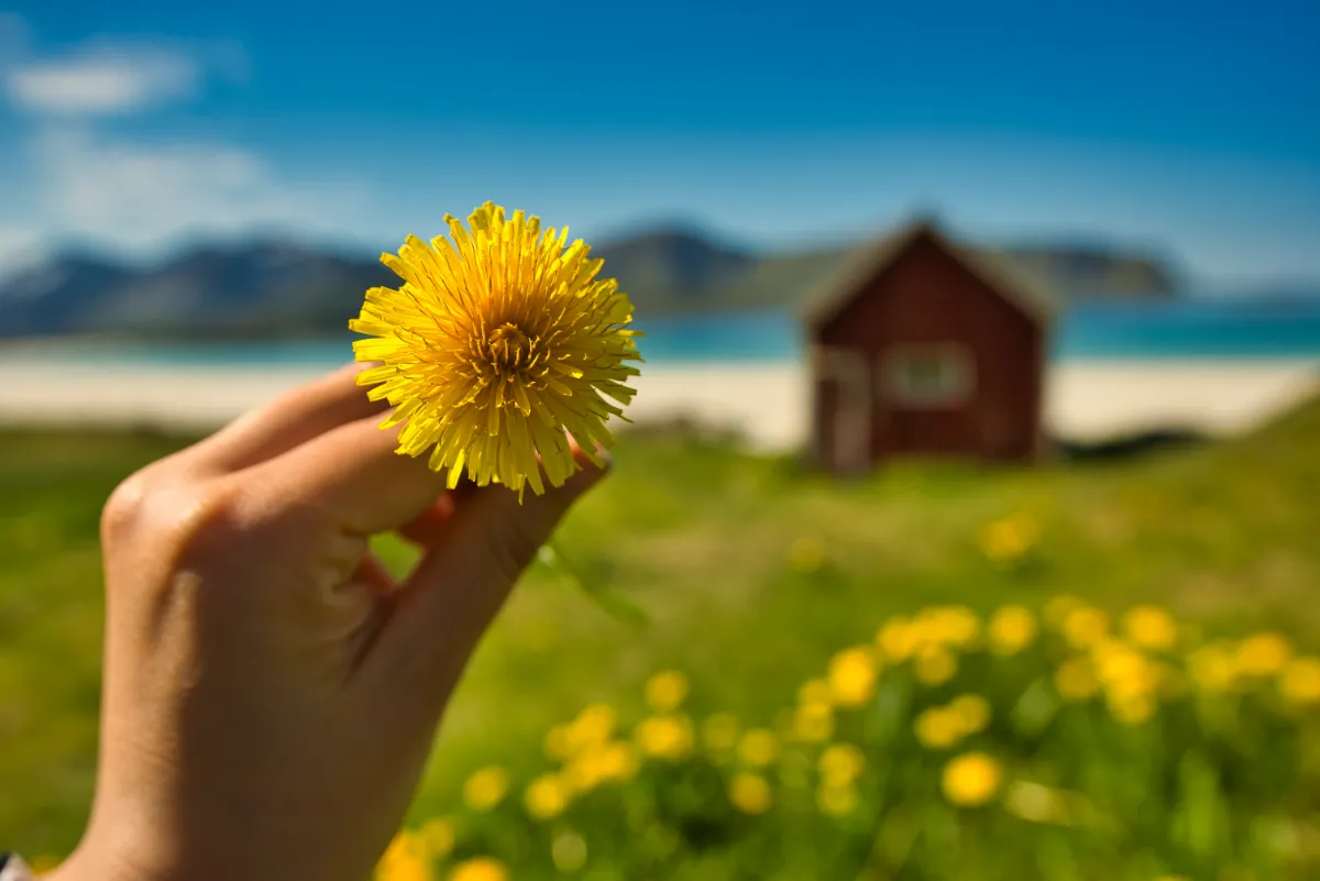 Summer in Lofoten Islands, Norway