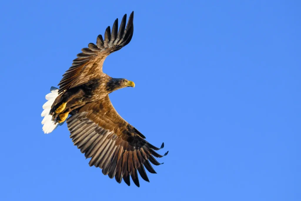 What to do in Lofoten in Summer: enjoy a sea eagle safari in Trollfjorden