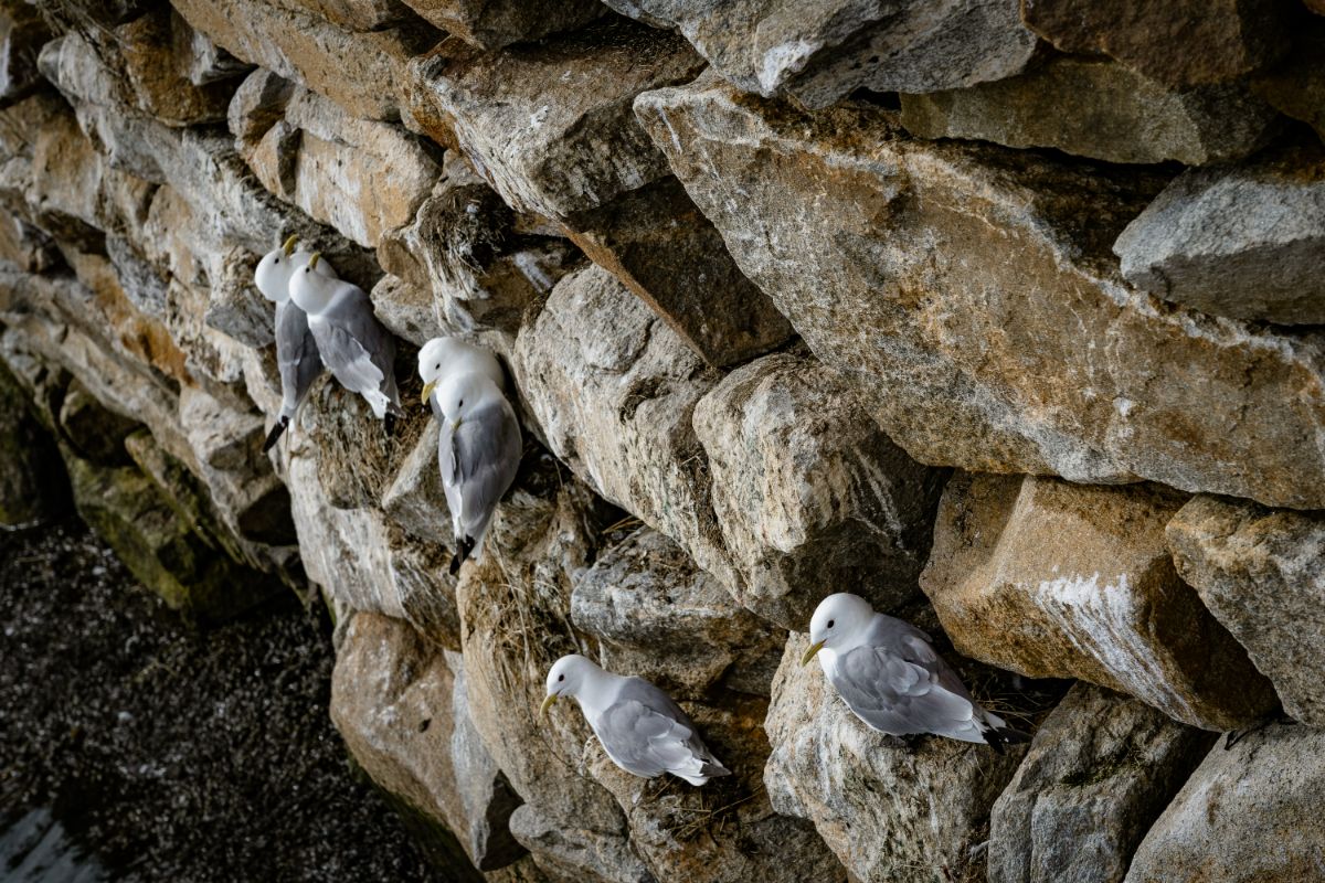 One of Røst's most distinguishing features is its role as a haven for avian life. It is internationally recognized as a vital nesting site for seabirds. Thousands of these majestic creatures flock to the island's craggy cliffs and rocky shores every summer, creating a mesmerizing spectacle for bird enthusiasts and nature lovers alike.