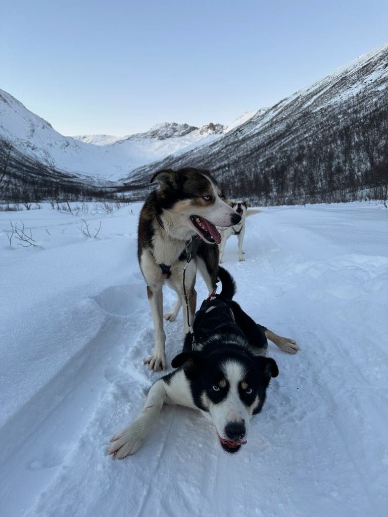 best things to do in tromso_dog sledding_29