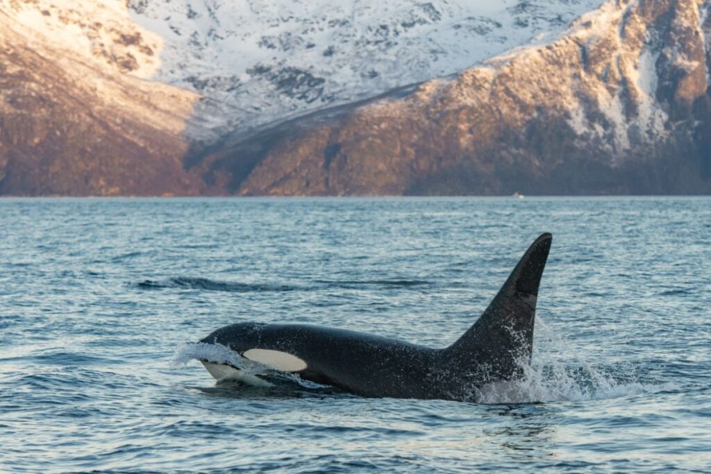 what to do in tromso in winter whale watching trip to skjervoy 14