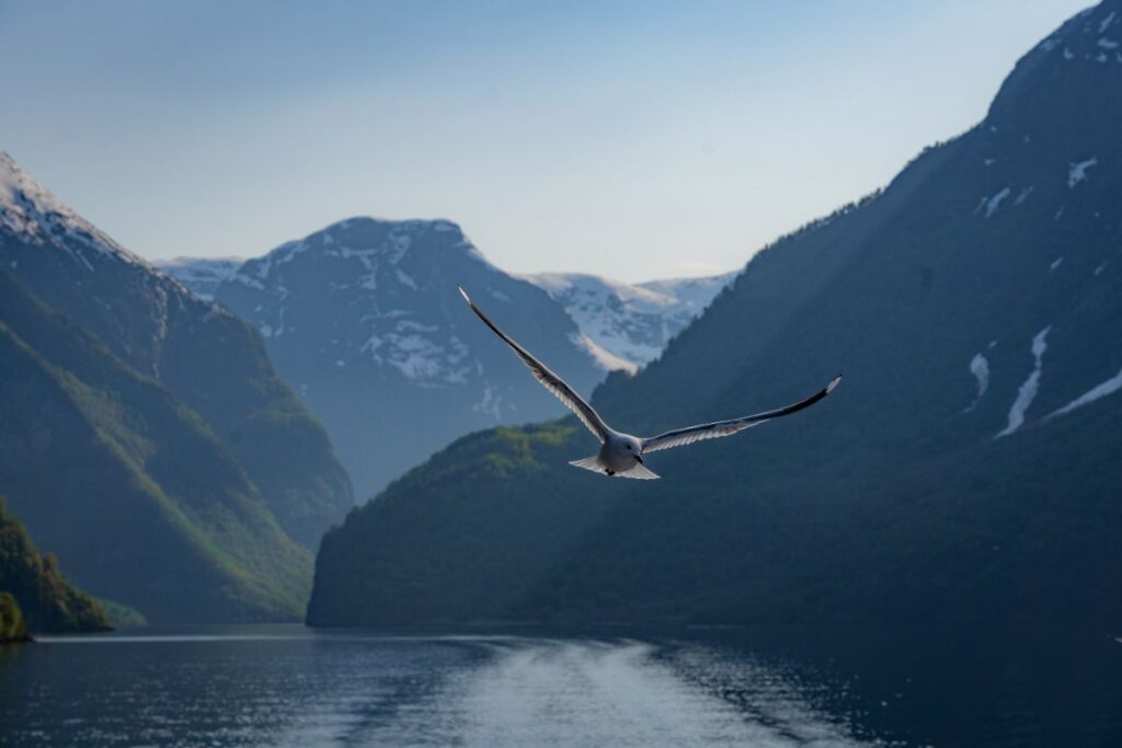 Norway in a Nutshell: Naeroyfjord cruise