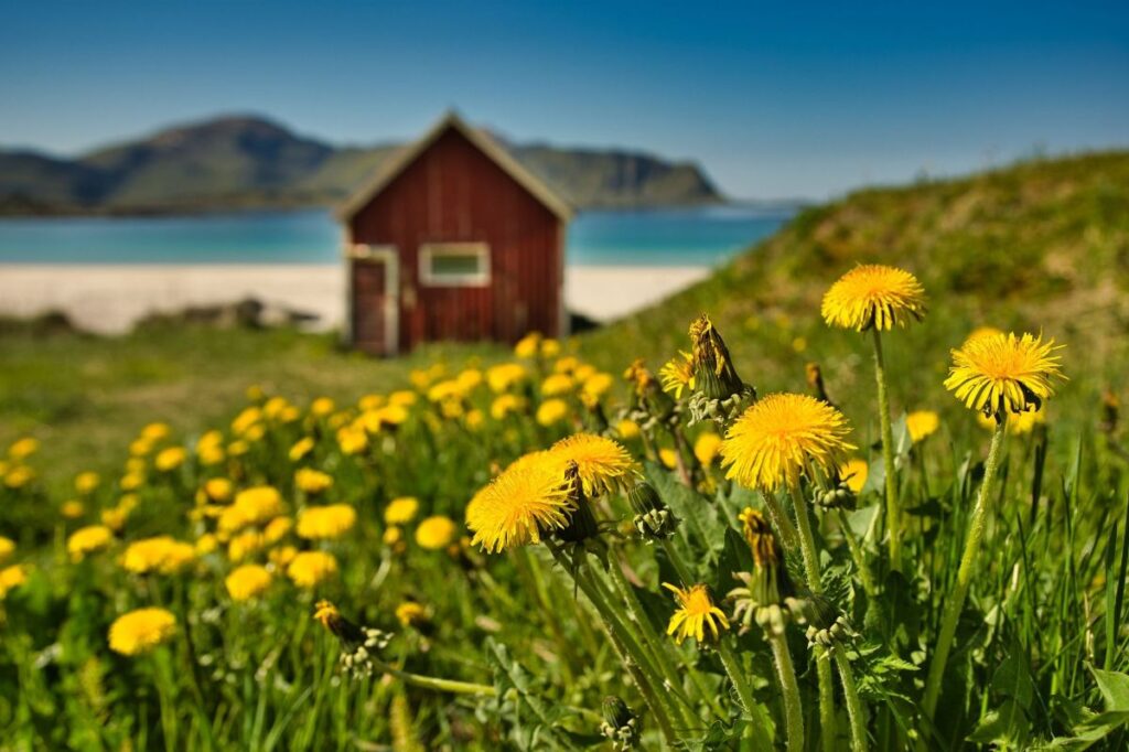 Best of western Lofoten: Photography and Sightseeing tour from Reine