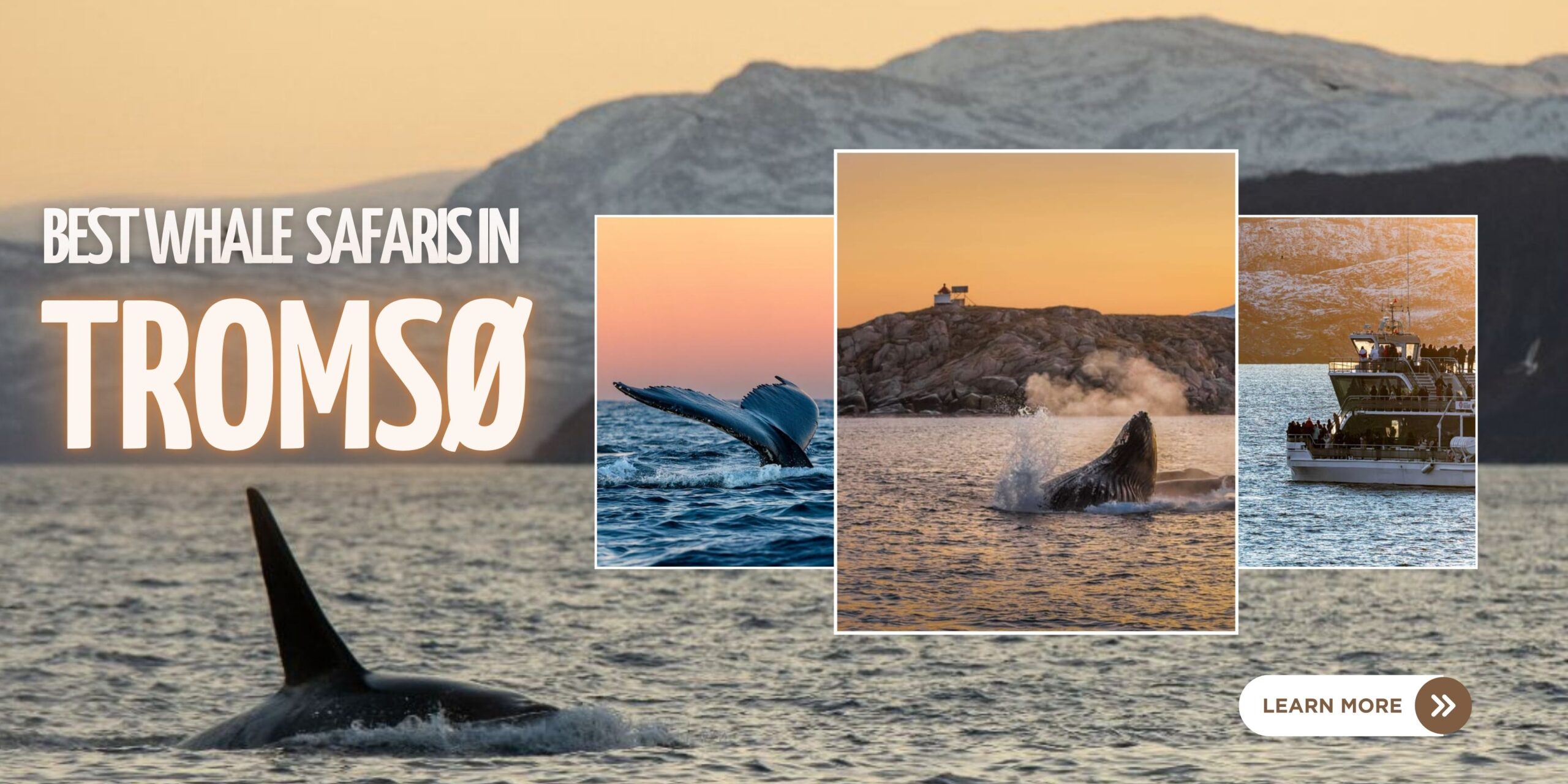 Best things to do in Tromso: Whale watching tours in Tromso