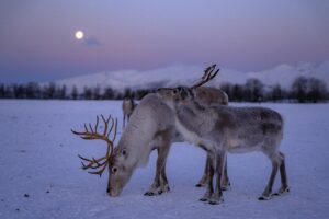 reindeer in Tromso