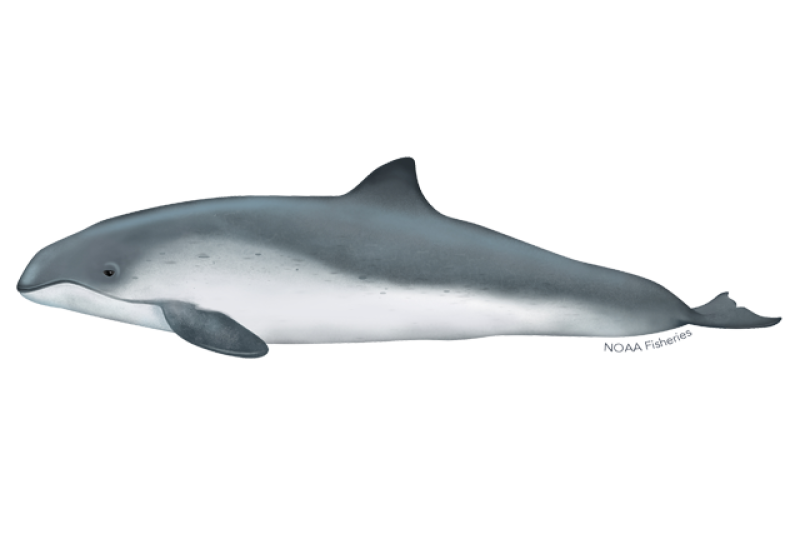 Harbor porpoise