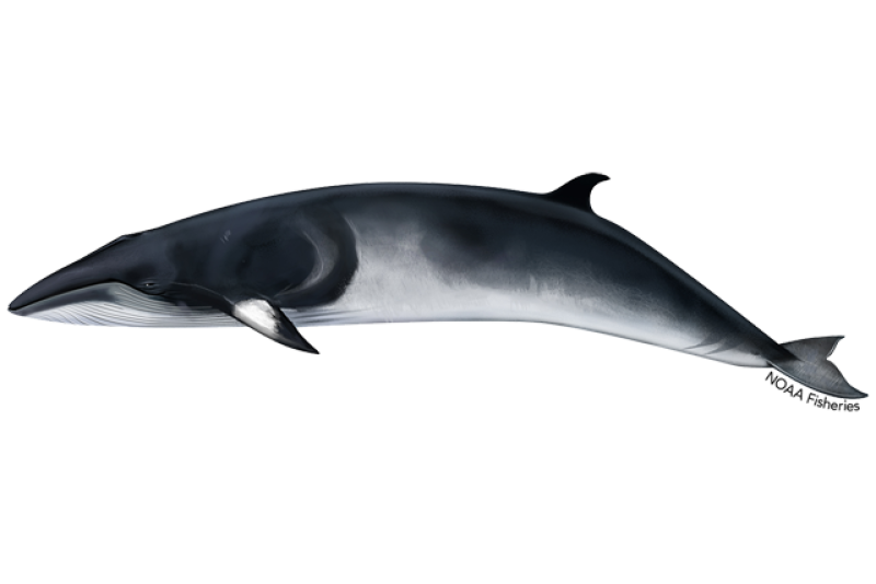 Minke whale