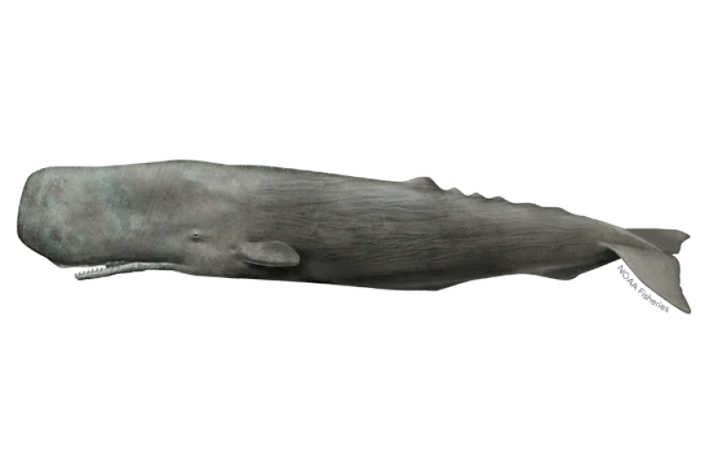 sperm whale