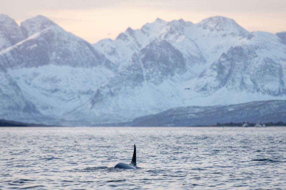 Whale Safari in Tromso, Norway