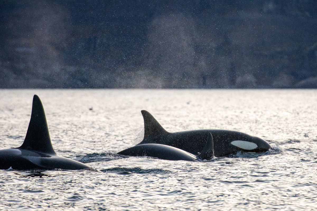 Ethical whale watching from Tromsø, northern Norway