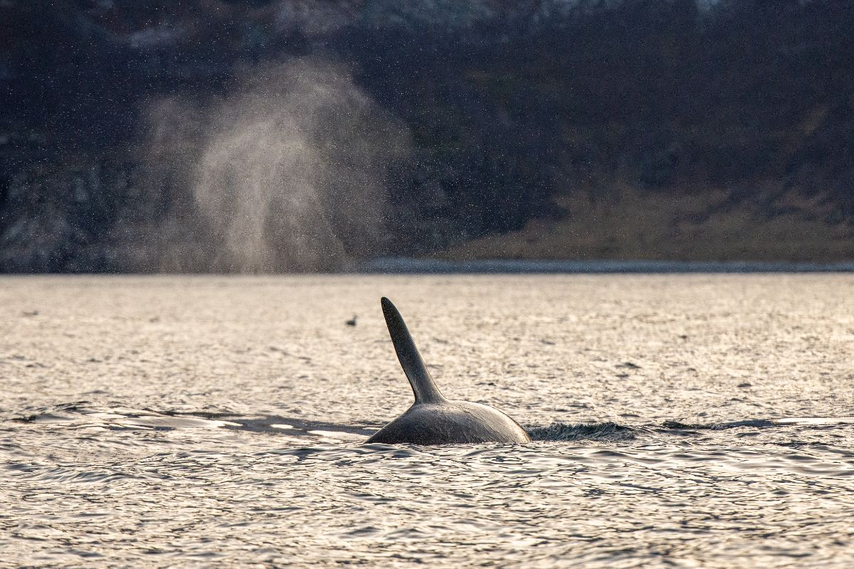 Whale safari in Tromsø, northern Norway