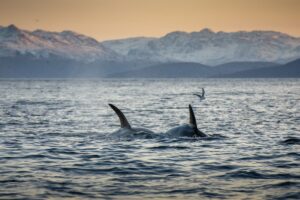 whale watching in tromso and skjervoy