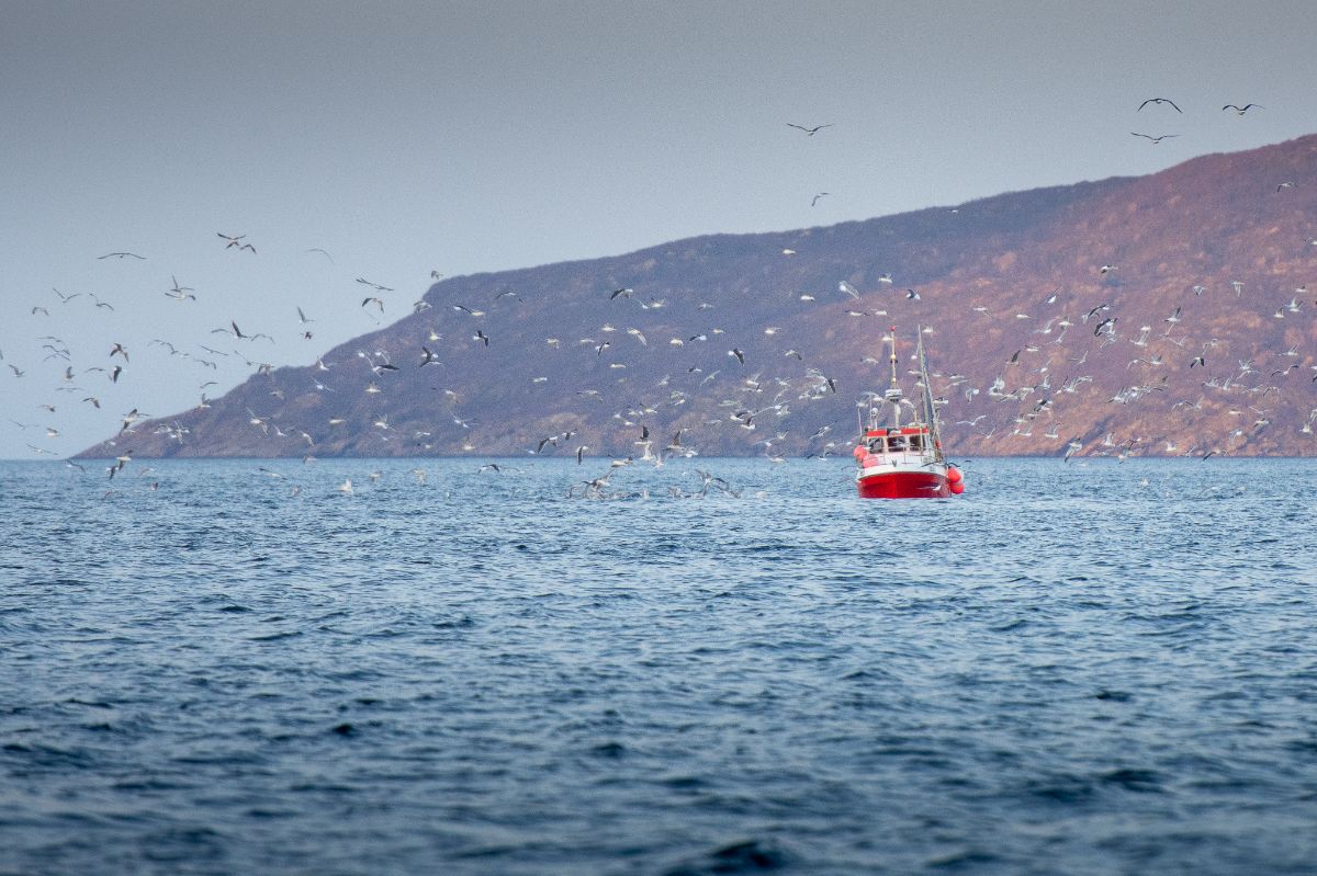 Whale watching in Tromso