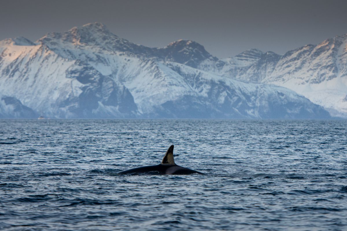 Whale safari in Tromso and Skjervoy, Norway