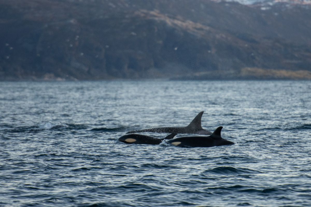 Responsible Whale safari from Tromsø, Norway