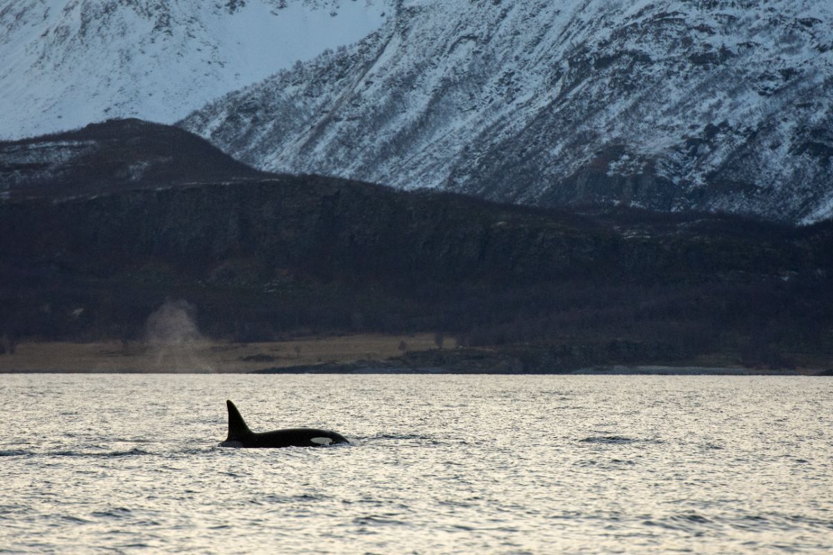 Orca safari in Tromso and Skjervoy, Norway