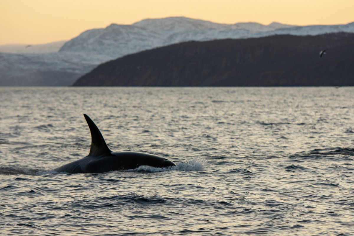 Whale Watching in Skjervoy, Norway