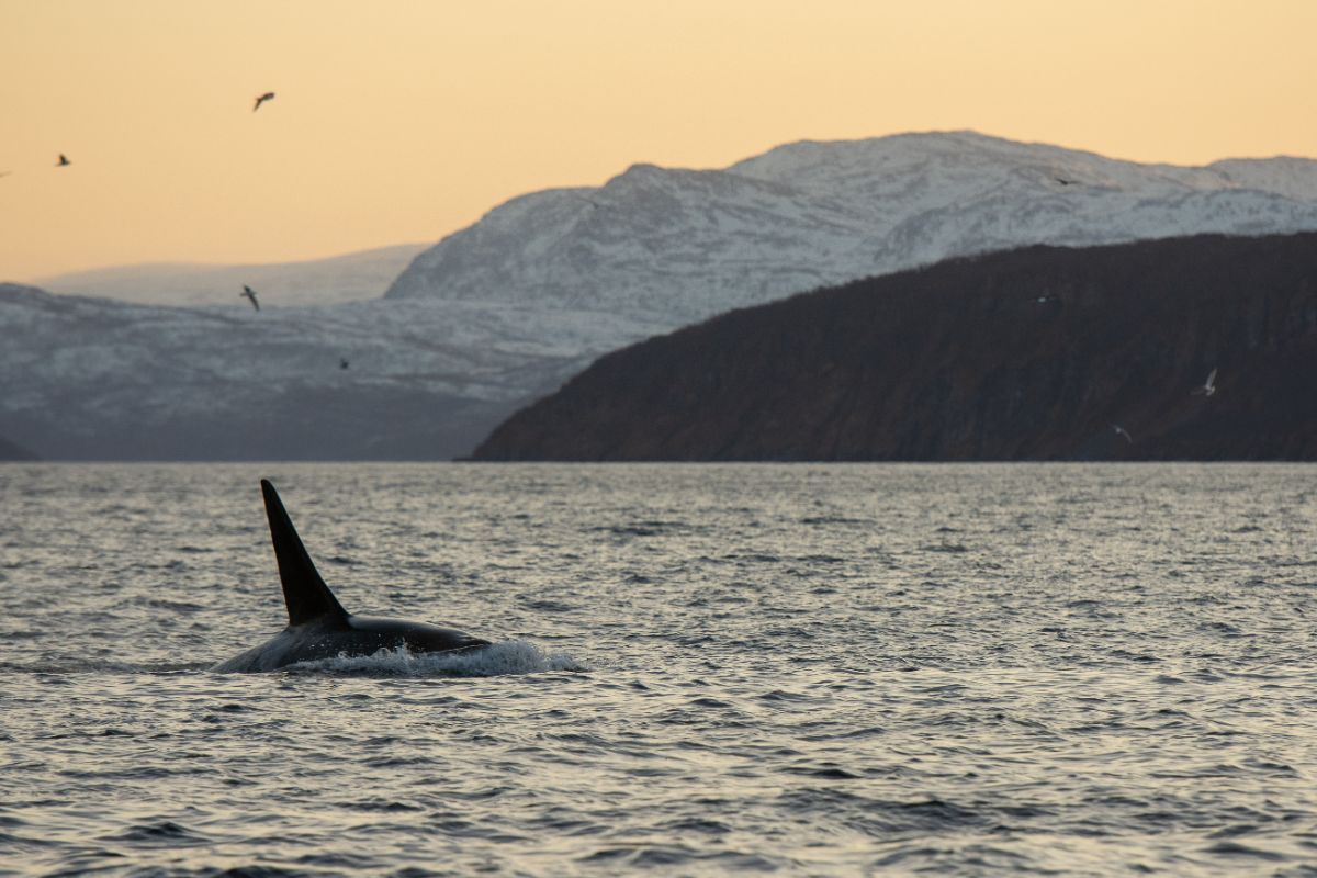 Whale Watching in Tromso, Norway