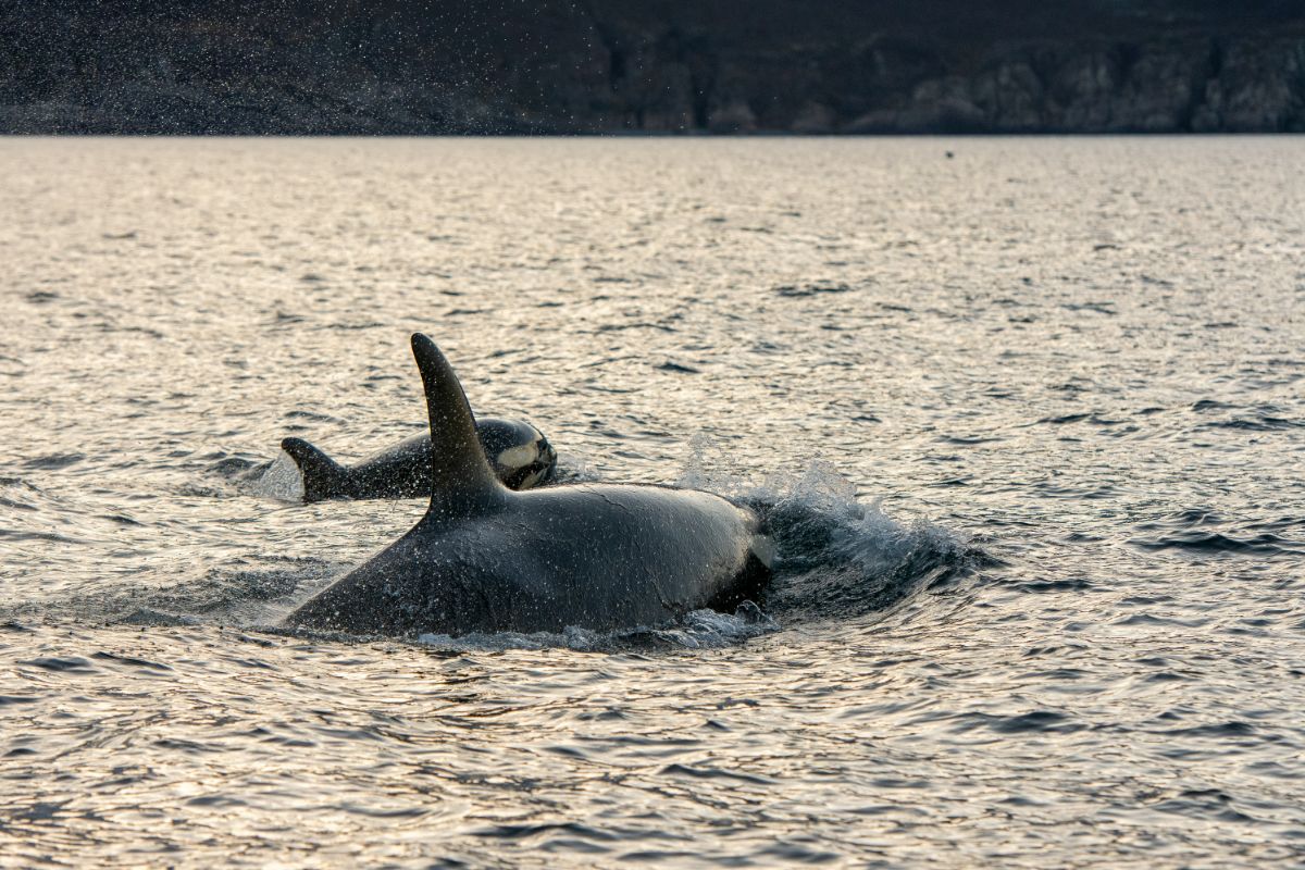 Ethical Whale Watching from Tromso, Norway