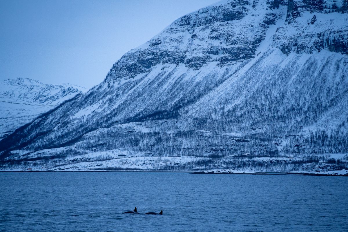 Whale watching from Tromso with Brim