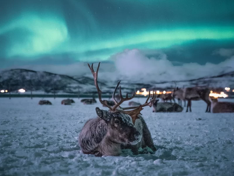 Tromsø Arctic Reindeer Northern Lights Tour