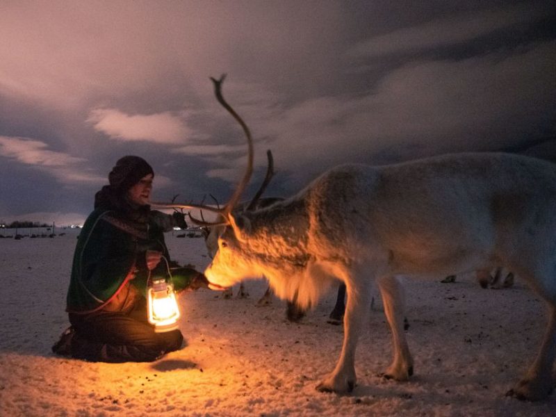 tromsø arctic reindeer evening tour